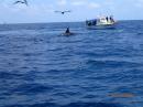 Spotting orca killer whales between dives